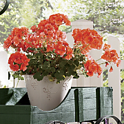 Beautiful Geraniums