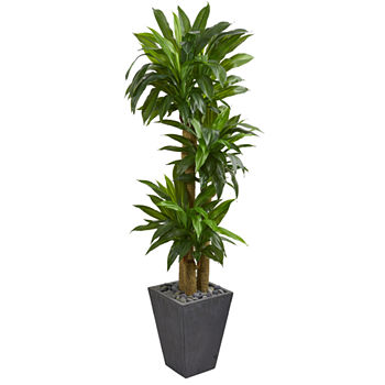 5.5’ Cornstalk Dracaena Artificial Plant in Slate Planter (Real Touch)
