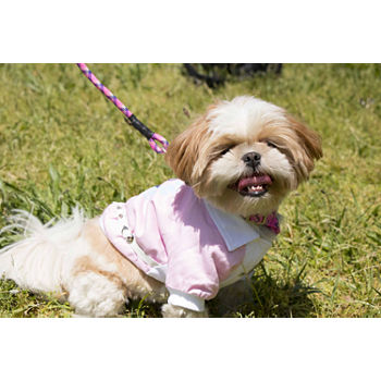 The Pet Life Varsity-Buckled Collared Pet Coat