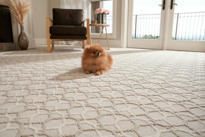 dog lying on karastan carpet