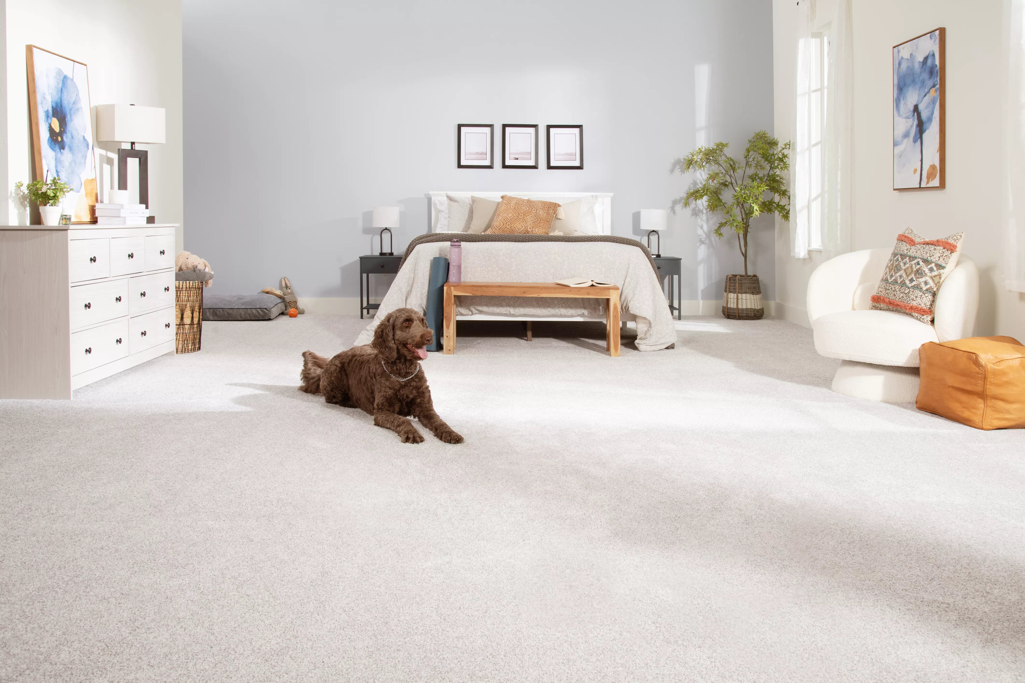 bedroom with brown poodle laying on SmartStrand carpet