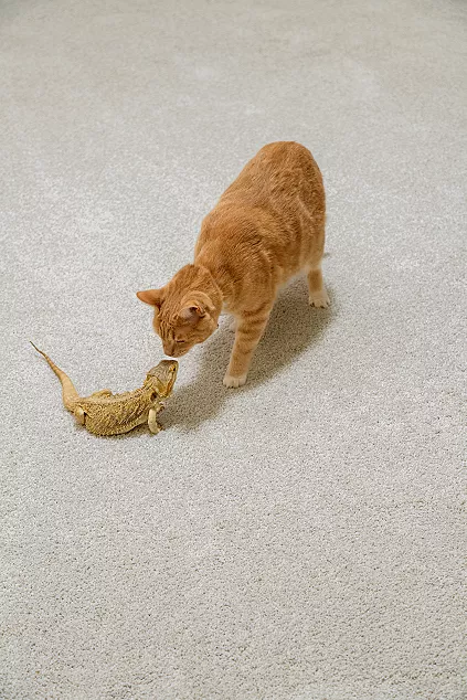 orange cat touching noses with a lizard on carpet
