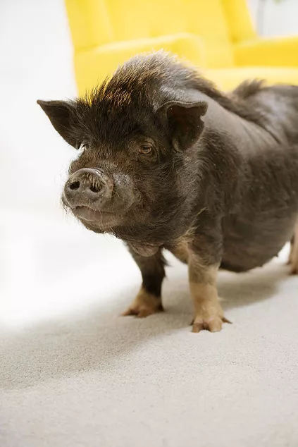 pet pig on carpet