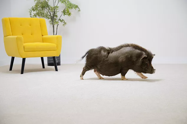 pet pig running across the carpet with yellow armchair in background