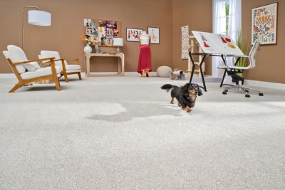 Pet Premier room scene