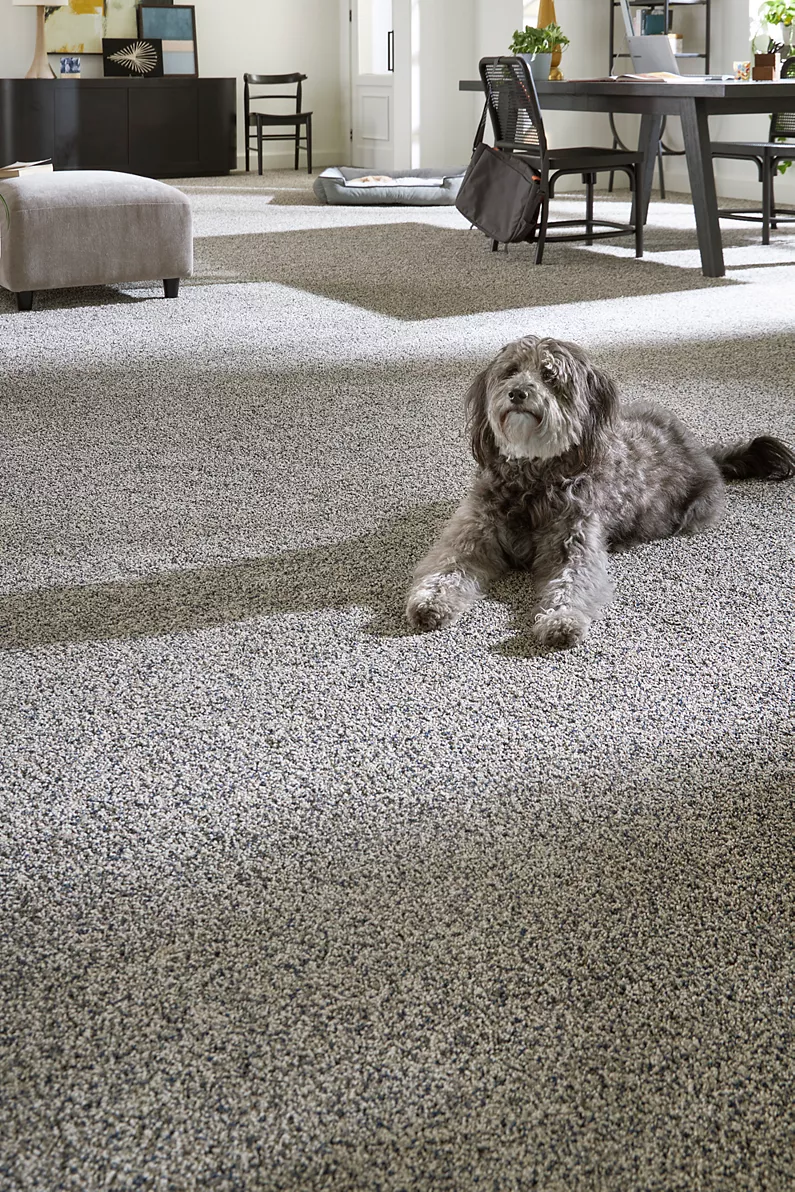grey scruffy dog on grey pet premier carpet