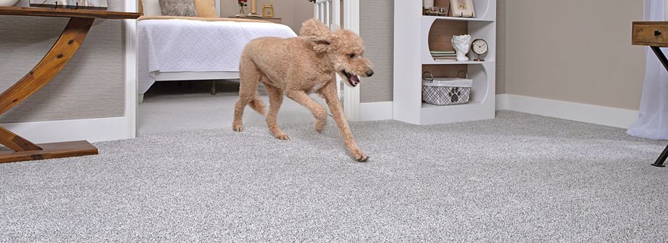 plastic water bottles