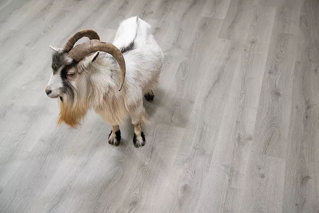 pet goat standing on hardwood flooring