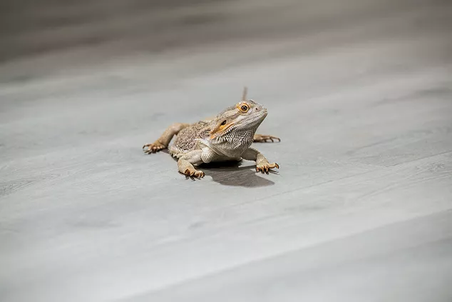 pet lizard laying on hardwood flooring