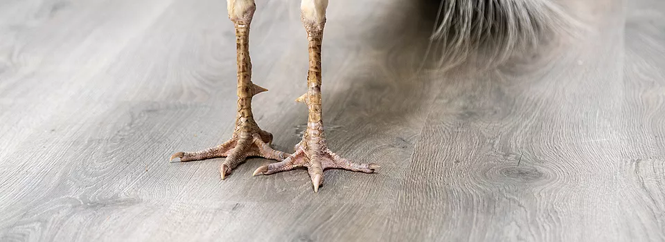 pet peacock standing on hardwood floor