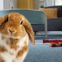 bunny on carpet