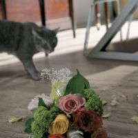 a troublesome cat knocked over a flower vase spilling water on the floor
