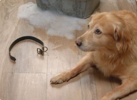 a cute dog causing problems on hardwood floors
