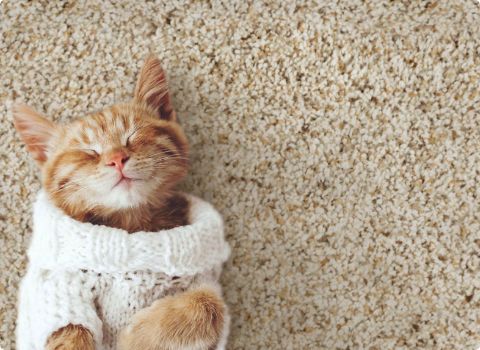 cat in a sweater on carpet