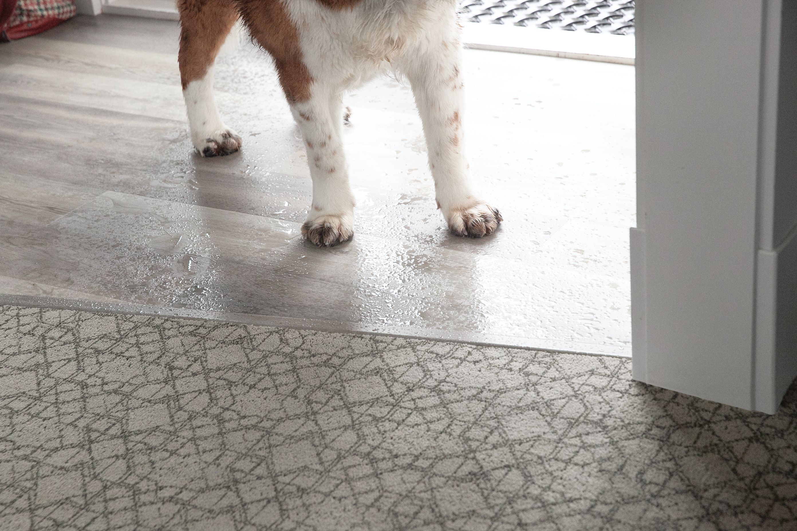 Wet dog standing on hardwood floor AND carpet