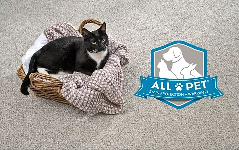 <h3>All Pets. All Accidents. All the Time.</h3>