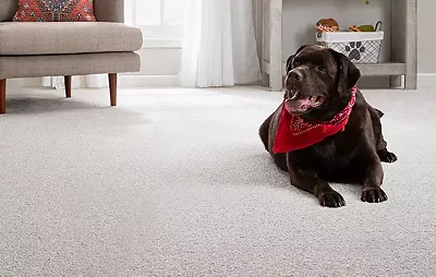brown lab wearing red handkerchierf laying on living room carpet