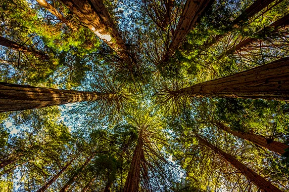 looking up at tall trees with sky poking through