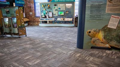 Georgia Sea Turtle Center - Carpet Tile | Data Tide - Aqua Rhythm
