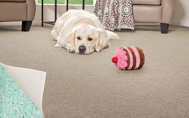 <h2>All Pet<sup>&#174;</sup>&#160;Stain Protection</h2>