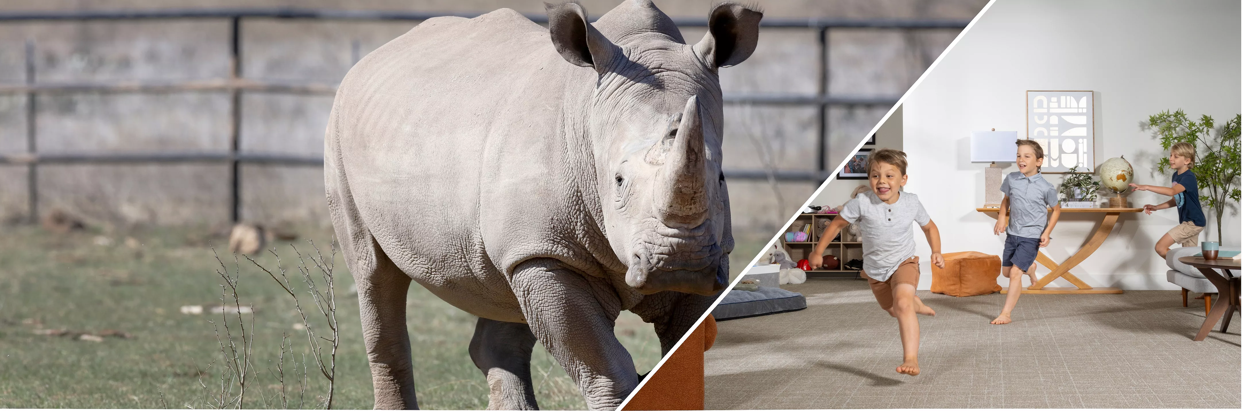 side by side image of a rhino and boys running in a carpeted living room