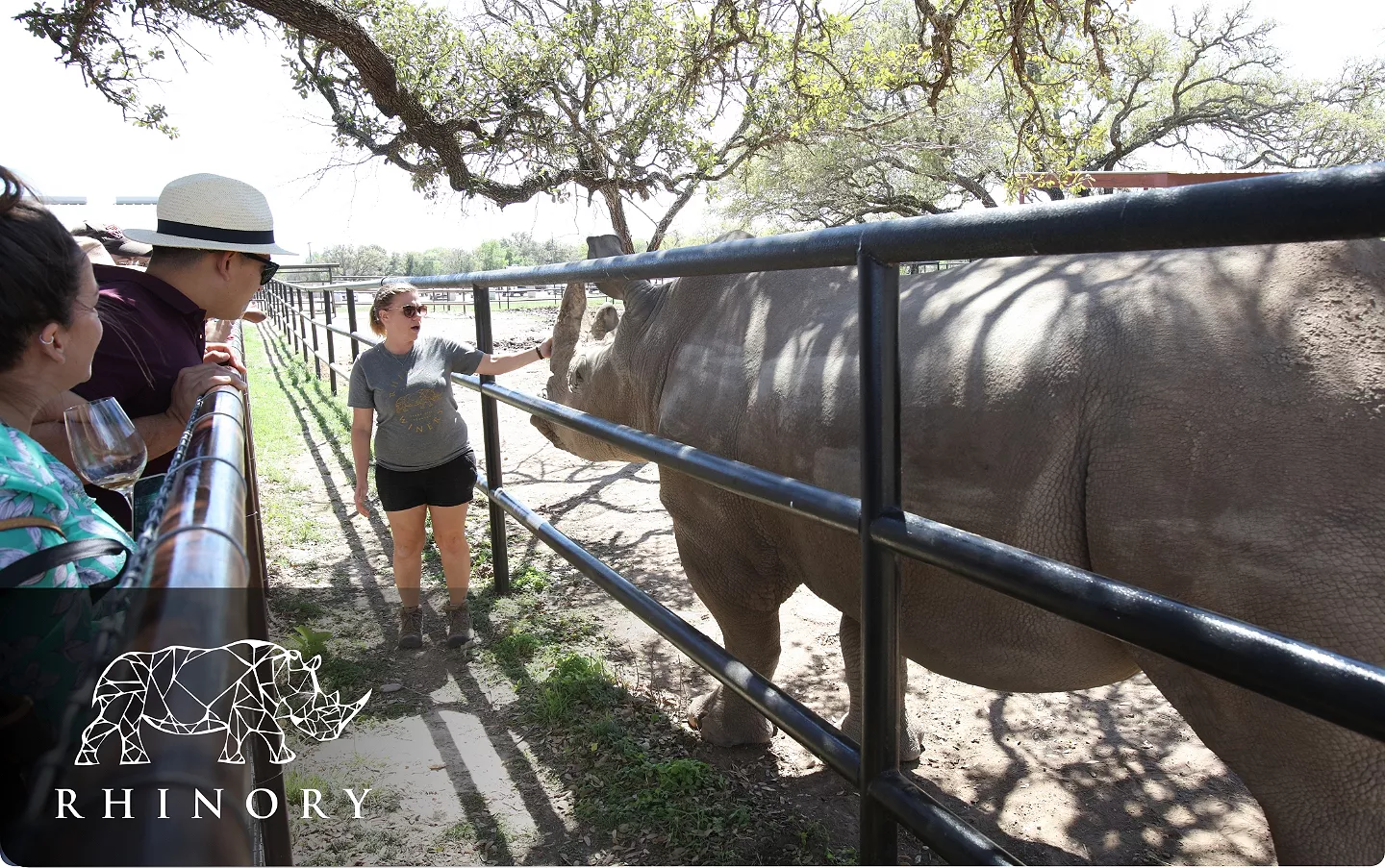 woman petting rhino through fence