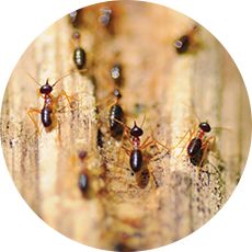 Il est facile de faire le choix entre Trex et le bois quand on considère à quel point les terrasses en bois attirent les termites.