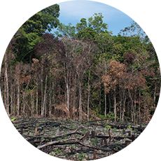 Contrairement à Trex, les matériaux des terrasses en bois proviennent d’arbres desquels la faune locale dépend pour se nourrir et se loger.