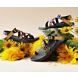 Z/2® Classic Harvest Collection, Sunflower Black, dynamic 7