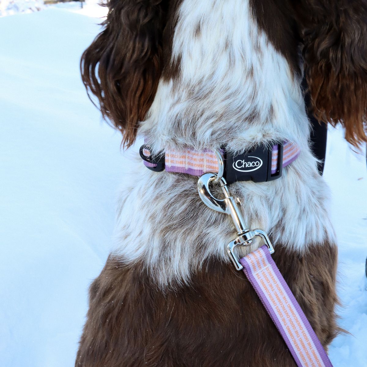 Dog Leash - Overcoming the Odds, Overcoming the Odds, dynamic 2