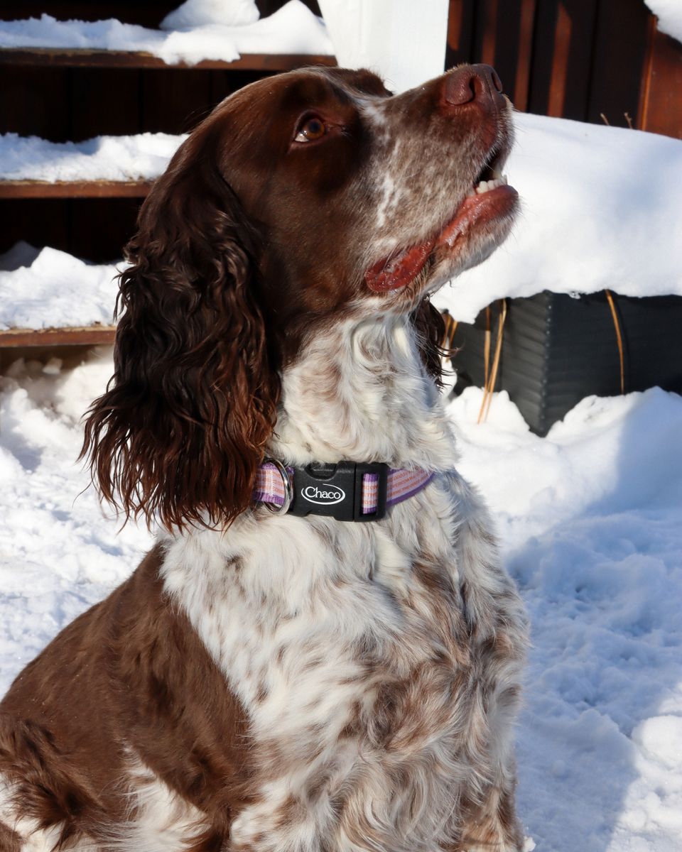 Dog Collar - Overcoming the Odds, Overcoming the Odds, dynamic 2