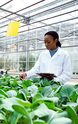Botanist Inspecting Plants in a Greenhouse 