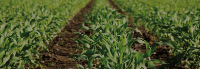 Corn Herbicides 