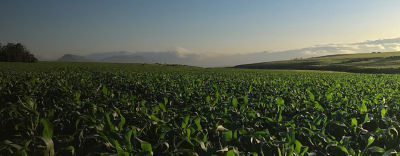 Crop field sunrise on horizon