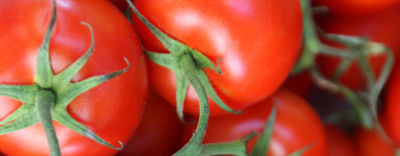 Closeup of Tomatoes harvest