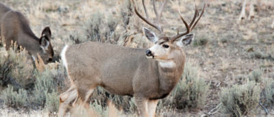rocky-mountain-right-of-way-project-enhances-mule-deer-habitat