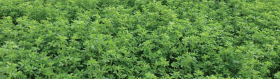 Lucerne Crop
