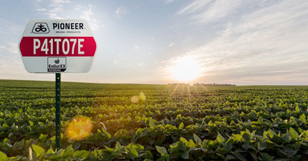 Pioneer® brand Enlist E3 soybeans.