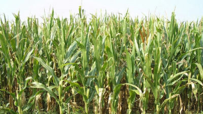 Penyakit Hawar  Daun  Kerap Menyapa Tanaman Jagung  Dimusim Basah