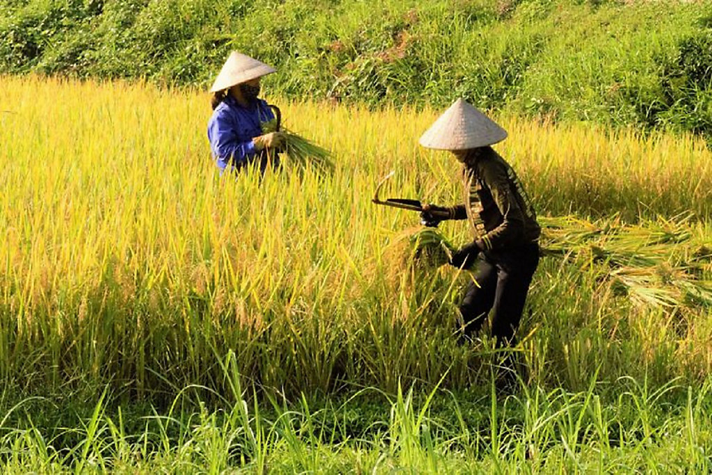 Kekurangan Pupuk 700 Hektare Tanaman Padi Petani Bahorok Kekurangan Pupuk 700 Hektare Tanaman Padi Petani Bahorok