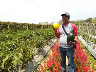 Petani Wonogiri Sukses Bertanam  Sayur Dan Buah Di Lahan 