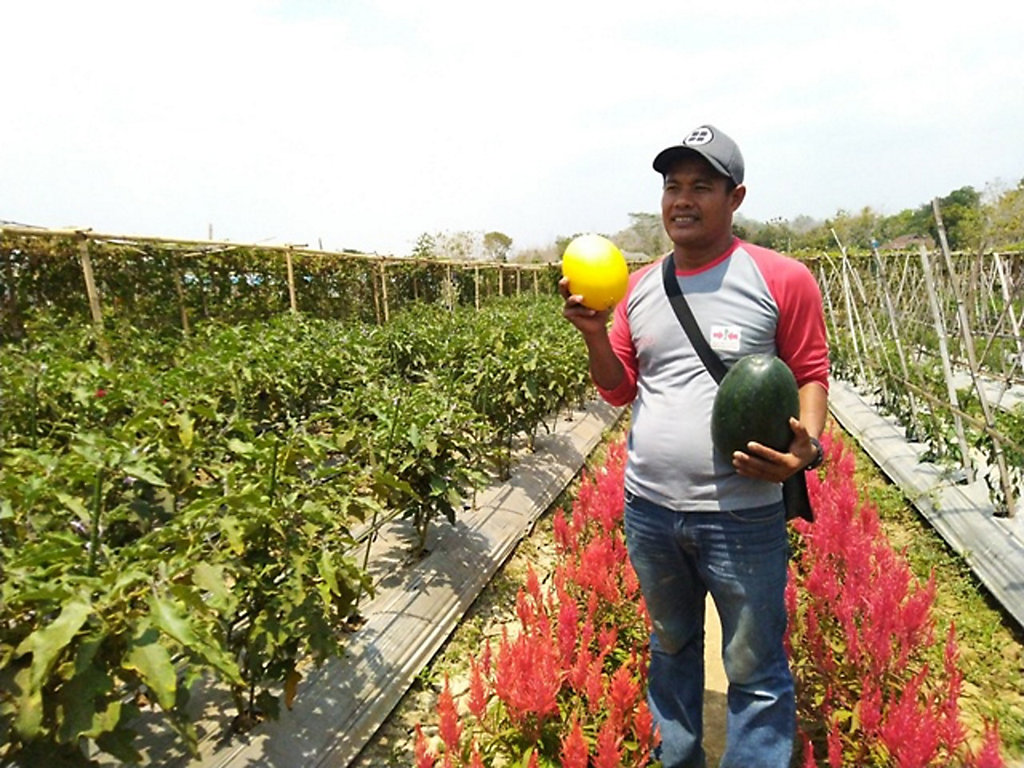 Petani Wonogiri Sukses Bertanam Sayur Dan Buah Di Lahan Petani Wonogiri Sukses Bertanam Sayur Dan Buah Di Lahan