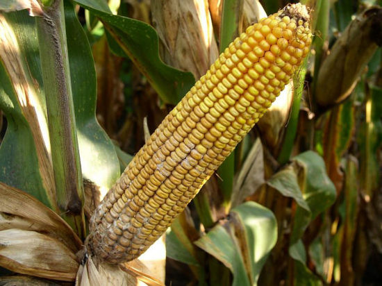 Diplodia Ear Rot | Pioneer Seeds