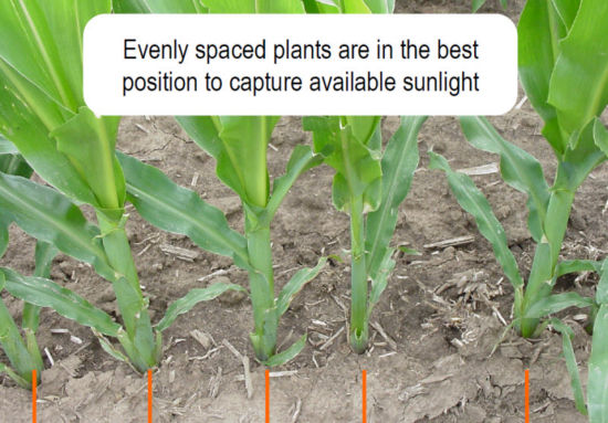 corn-planting-depth-and-spacing-pioneer-seeds