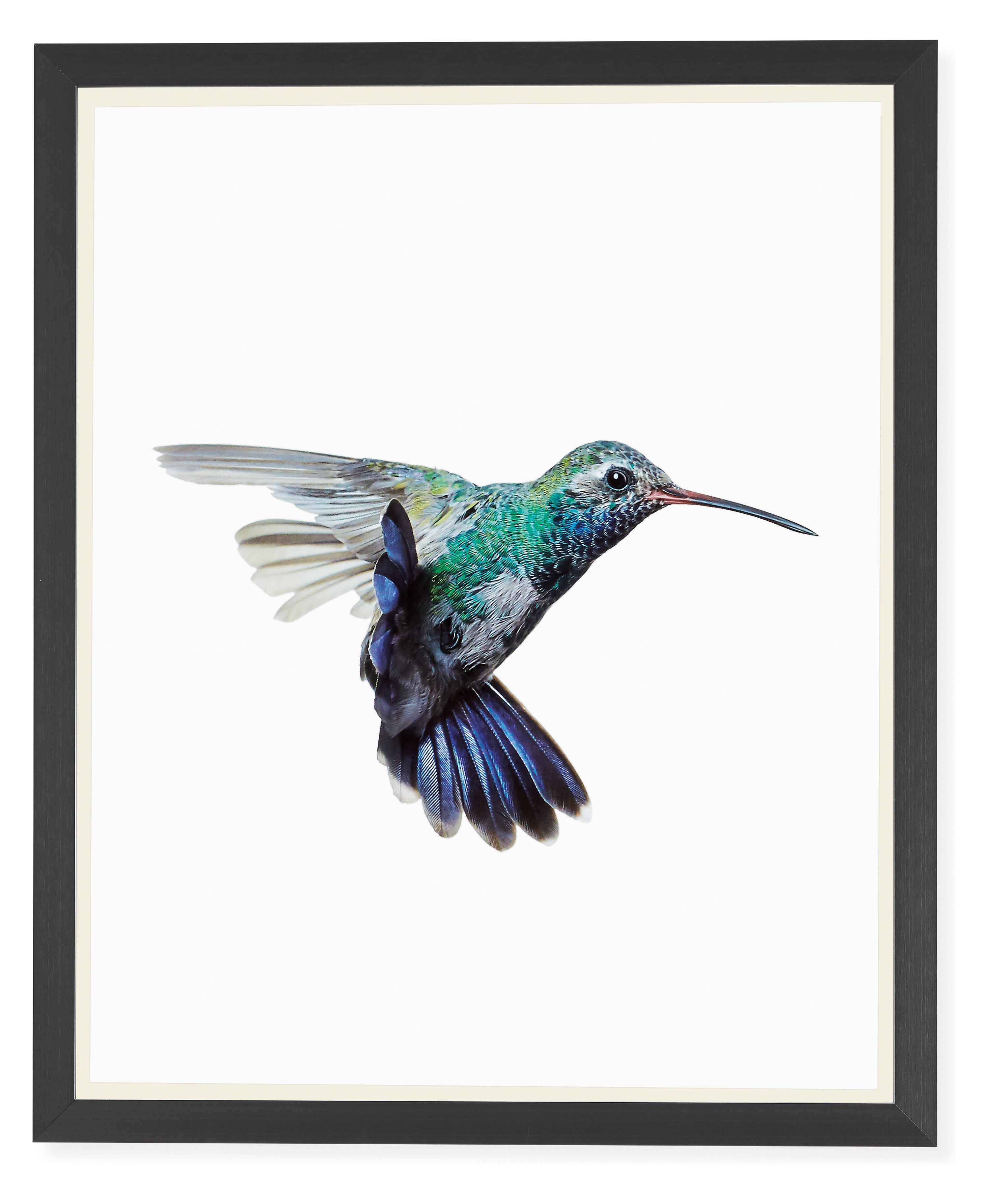 Paul Nelson Hummingbird Photographs Photography Modern Home