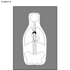 LET, Inc FBI-Q Combined Target & Anatomy. 50ct